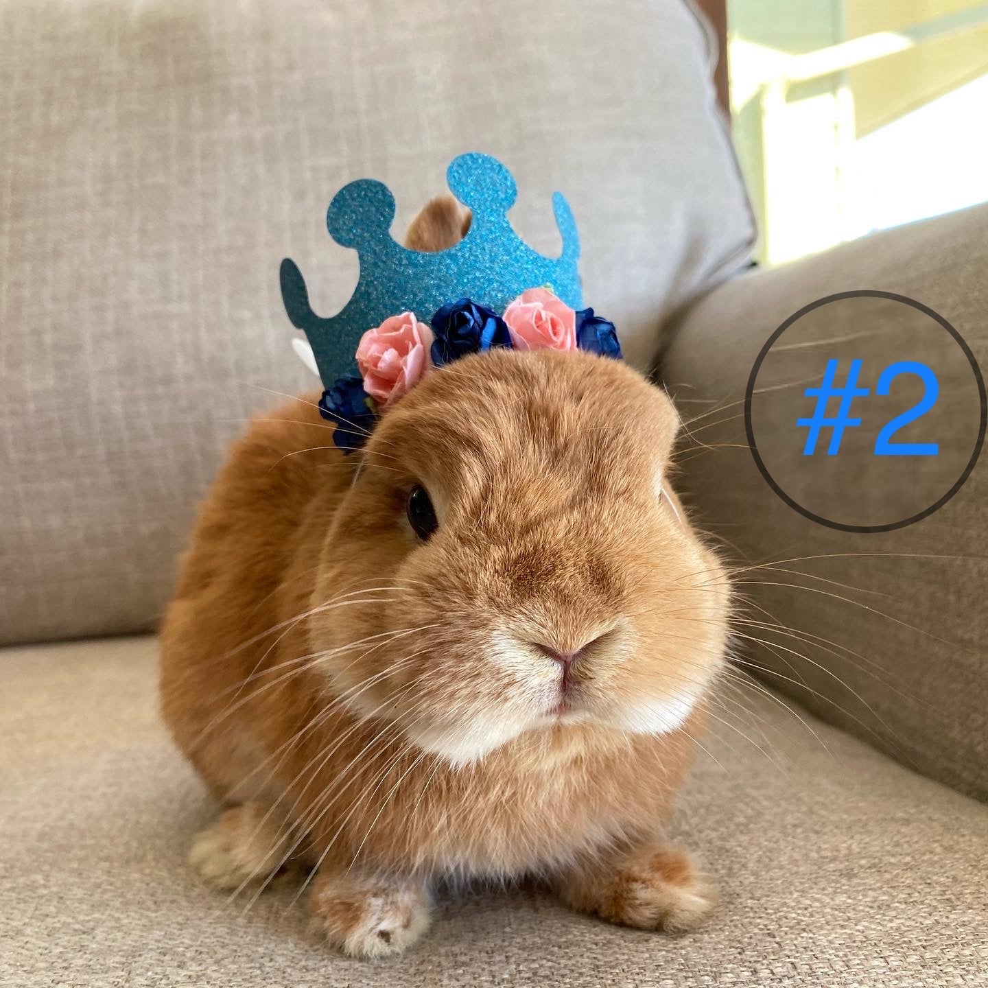 Pet Crown