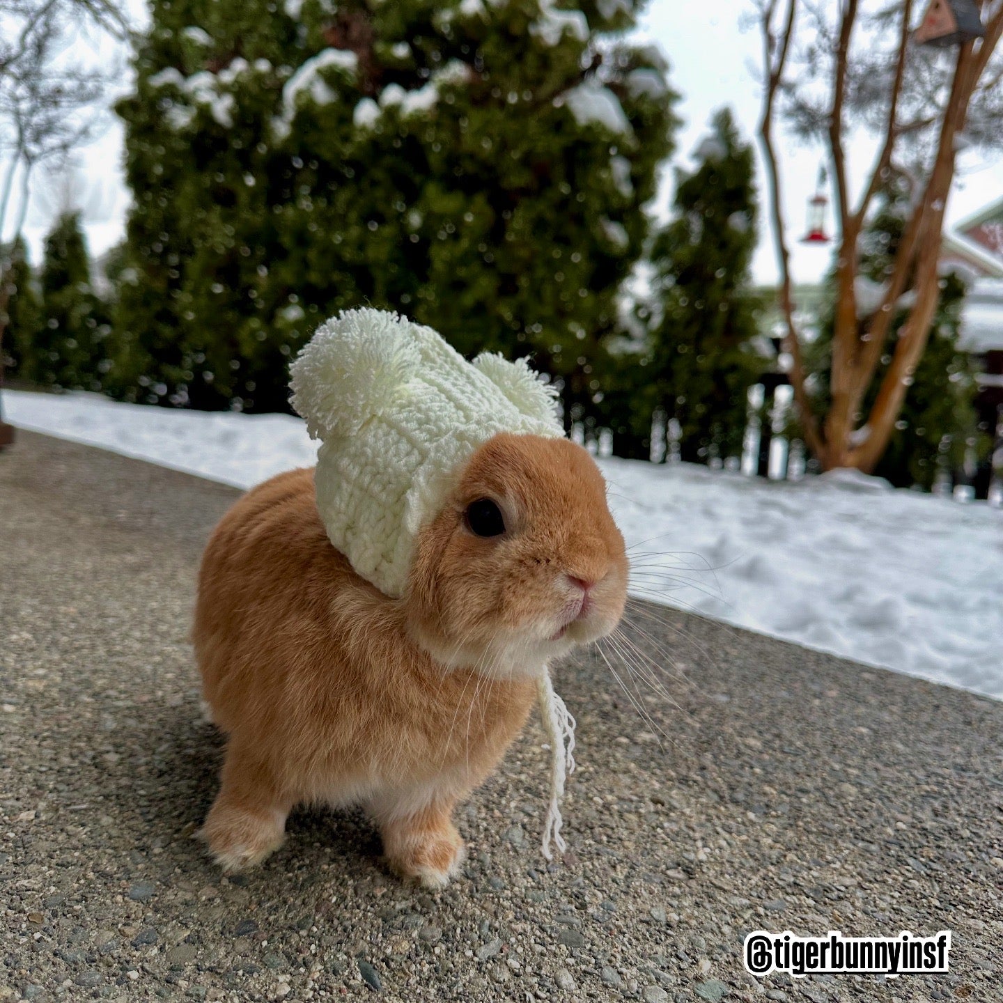 Knit Beanie