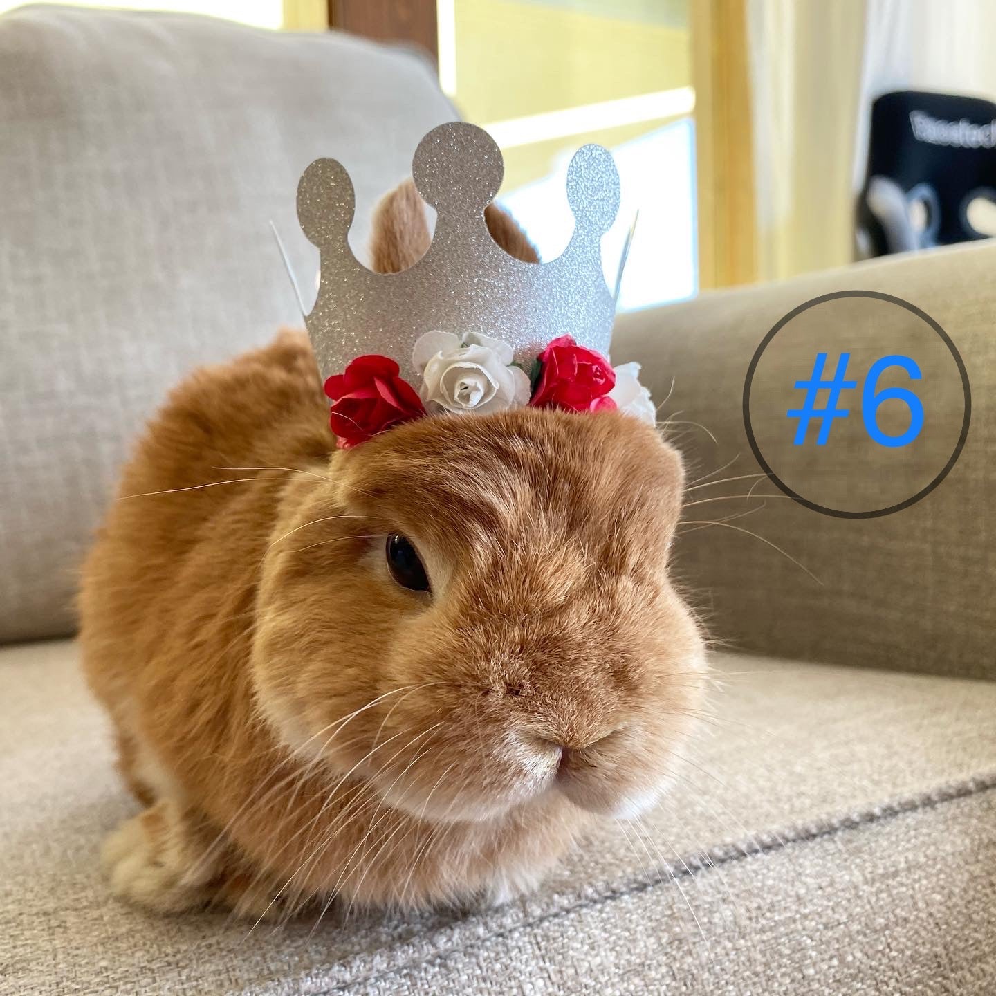 Pet Crown
