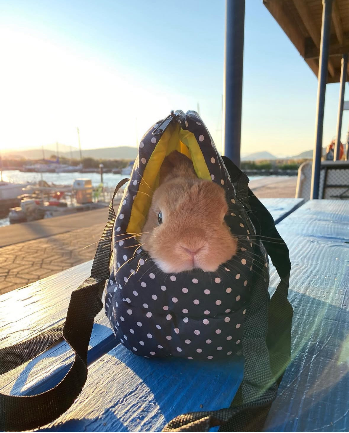 Polka dot carrier