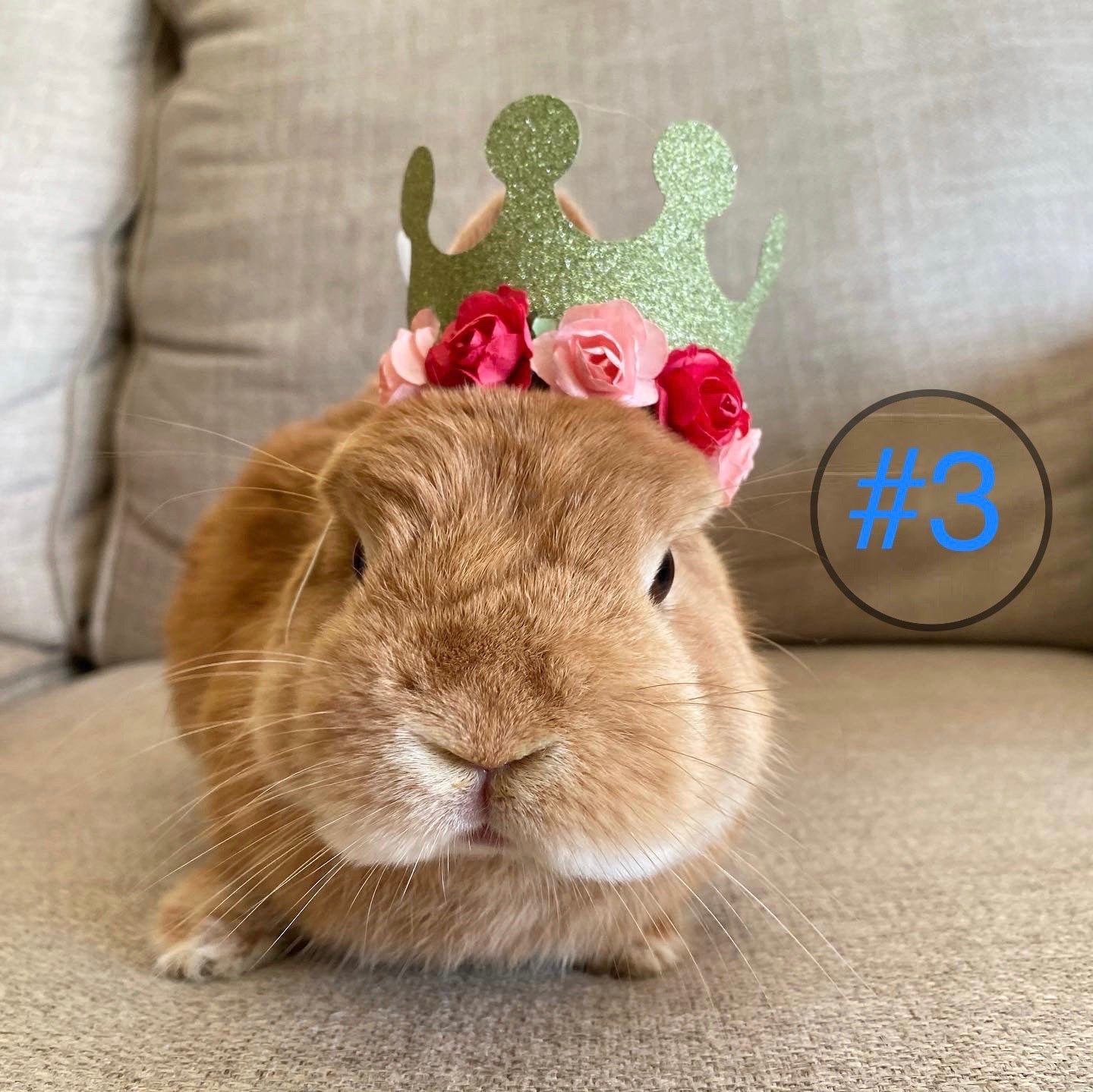 Pet Crown