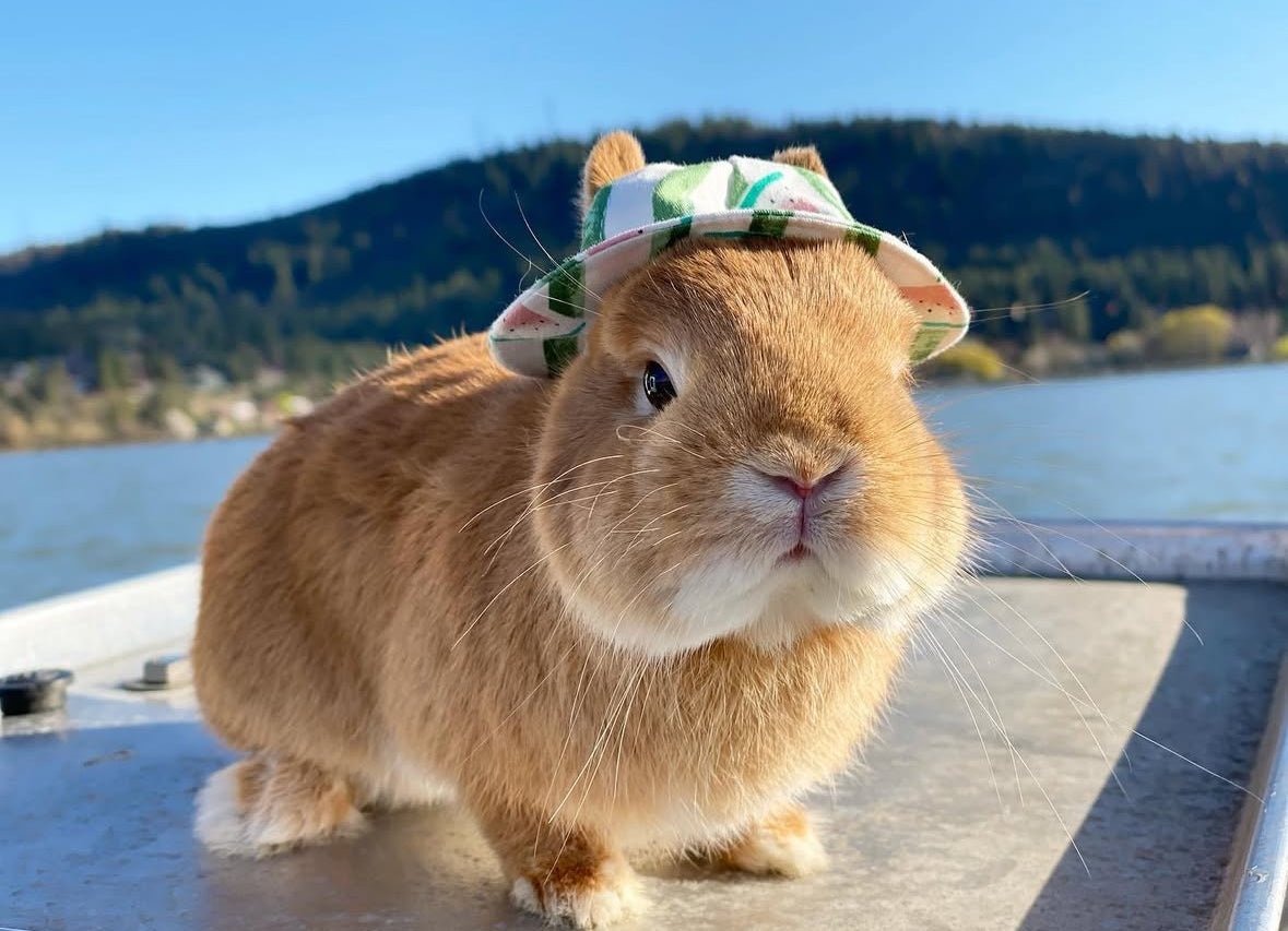 Summer Hats