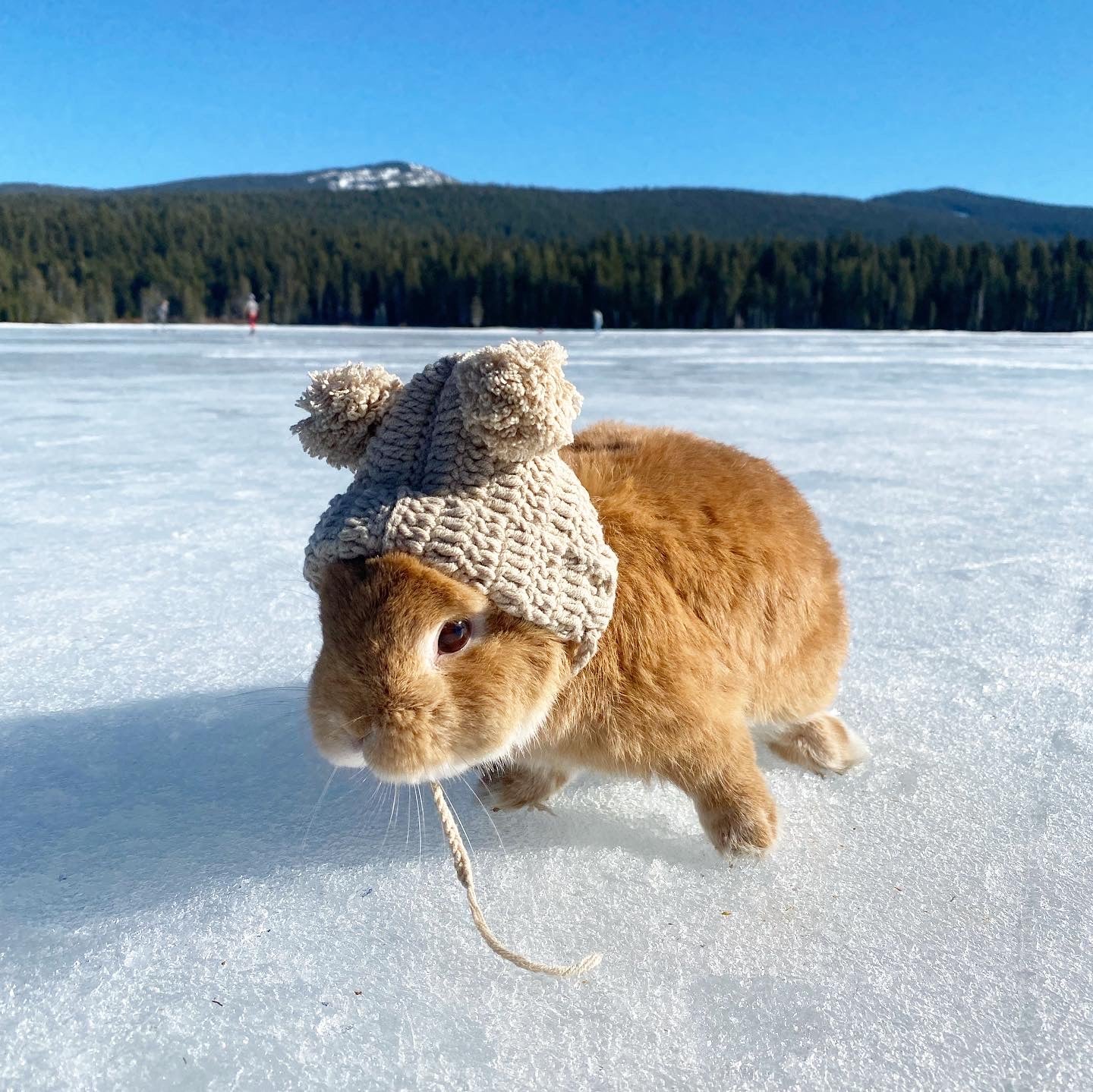 Knit Beanie