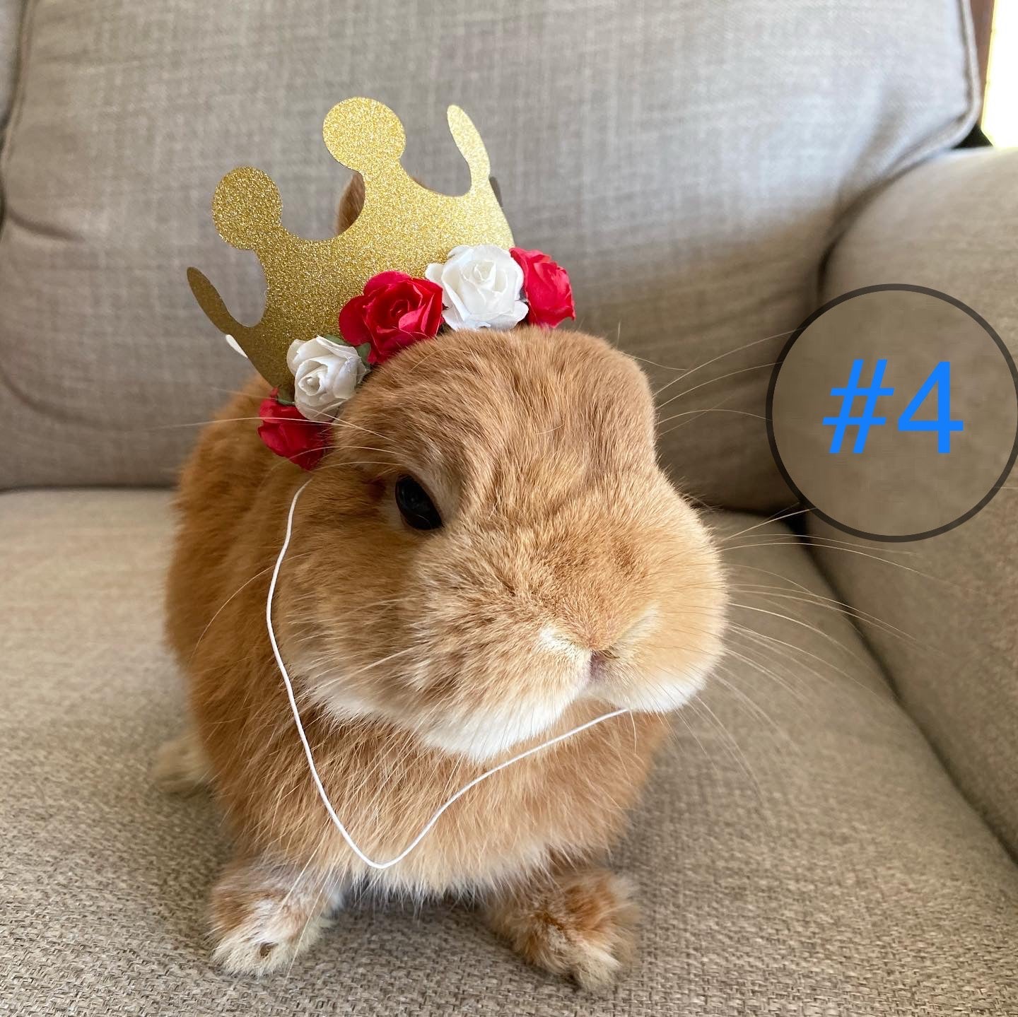 Pet Crown