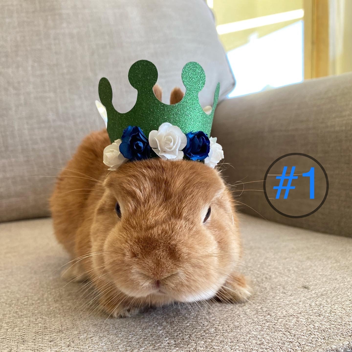 Pet Crown