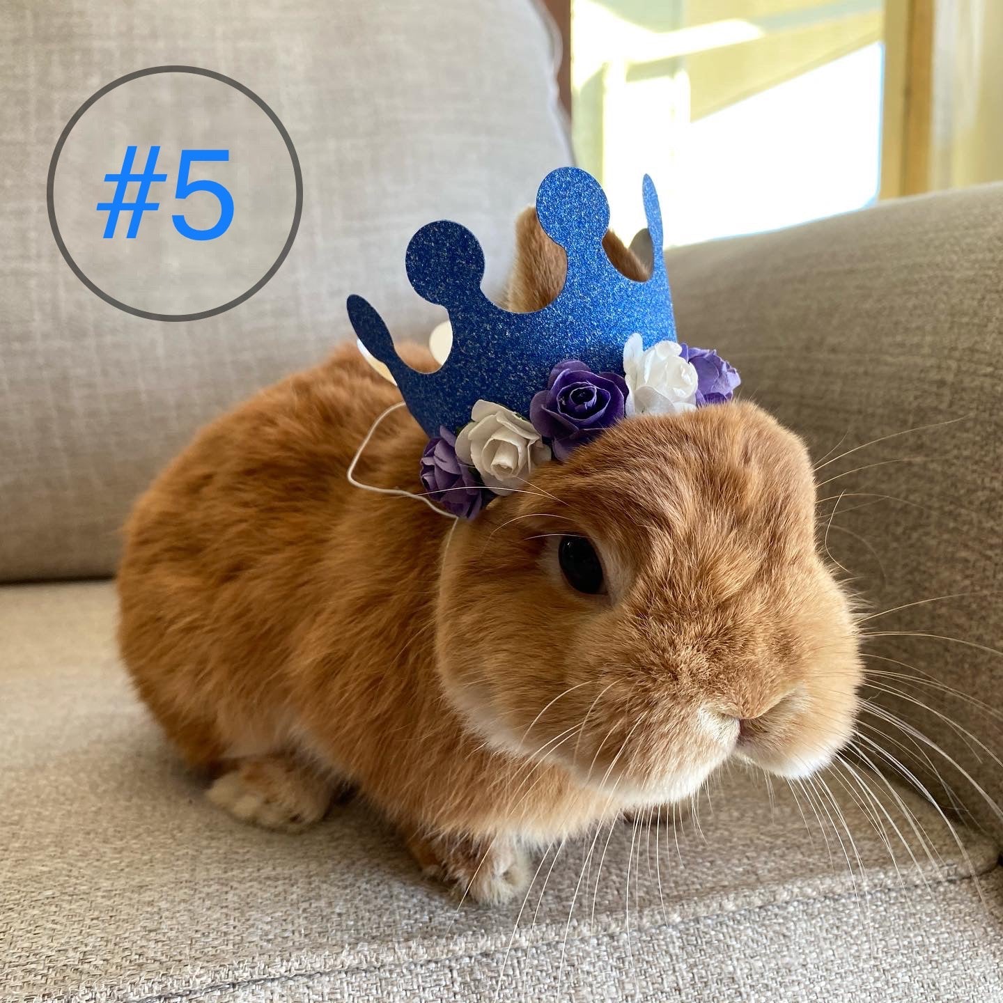 Pet Crown