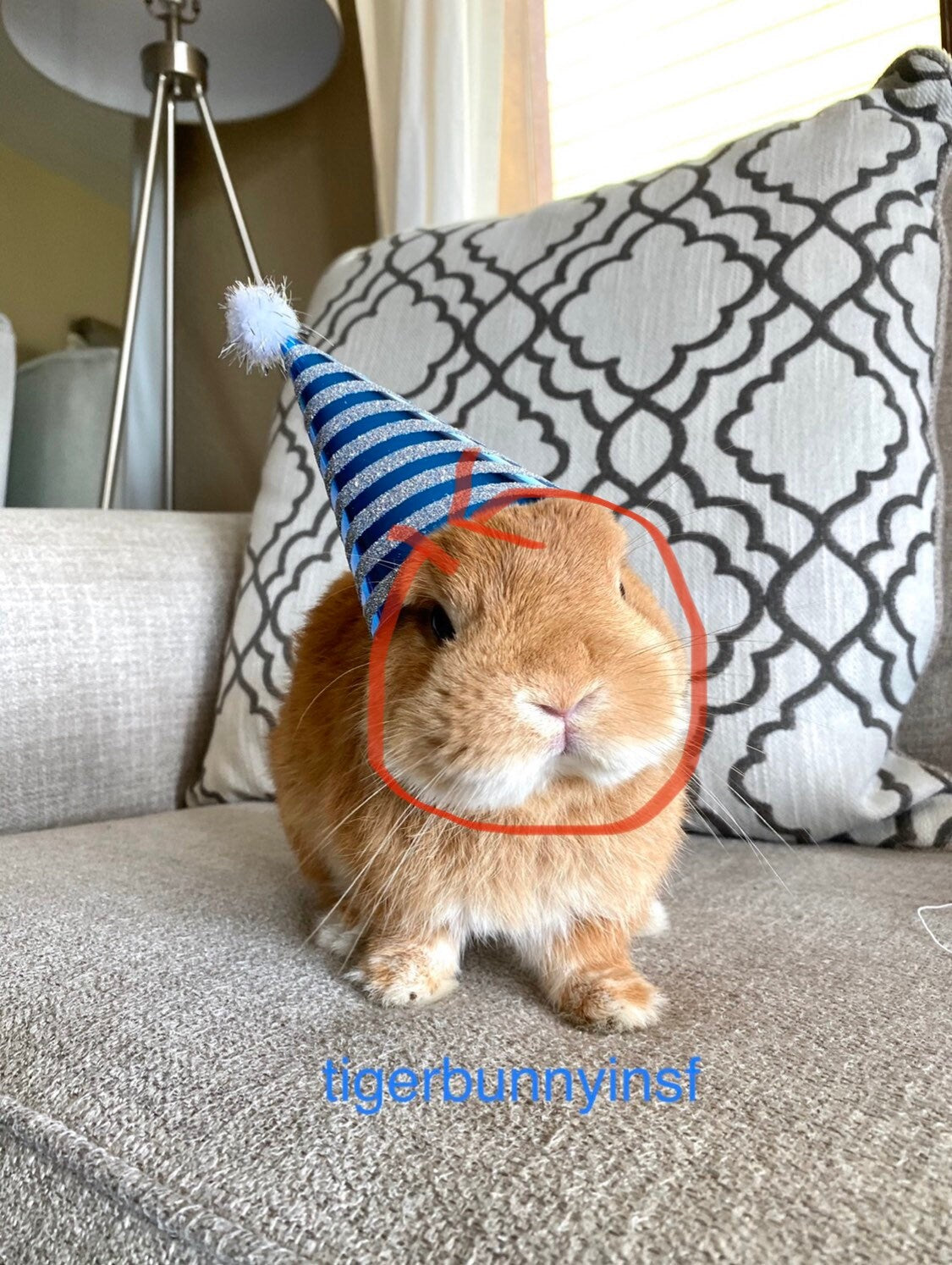 Pet Mini Party Hat