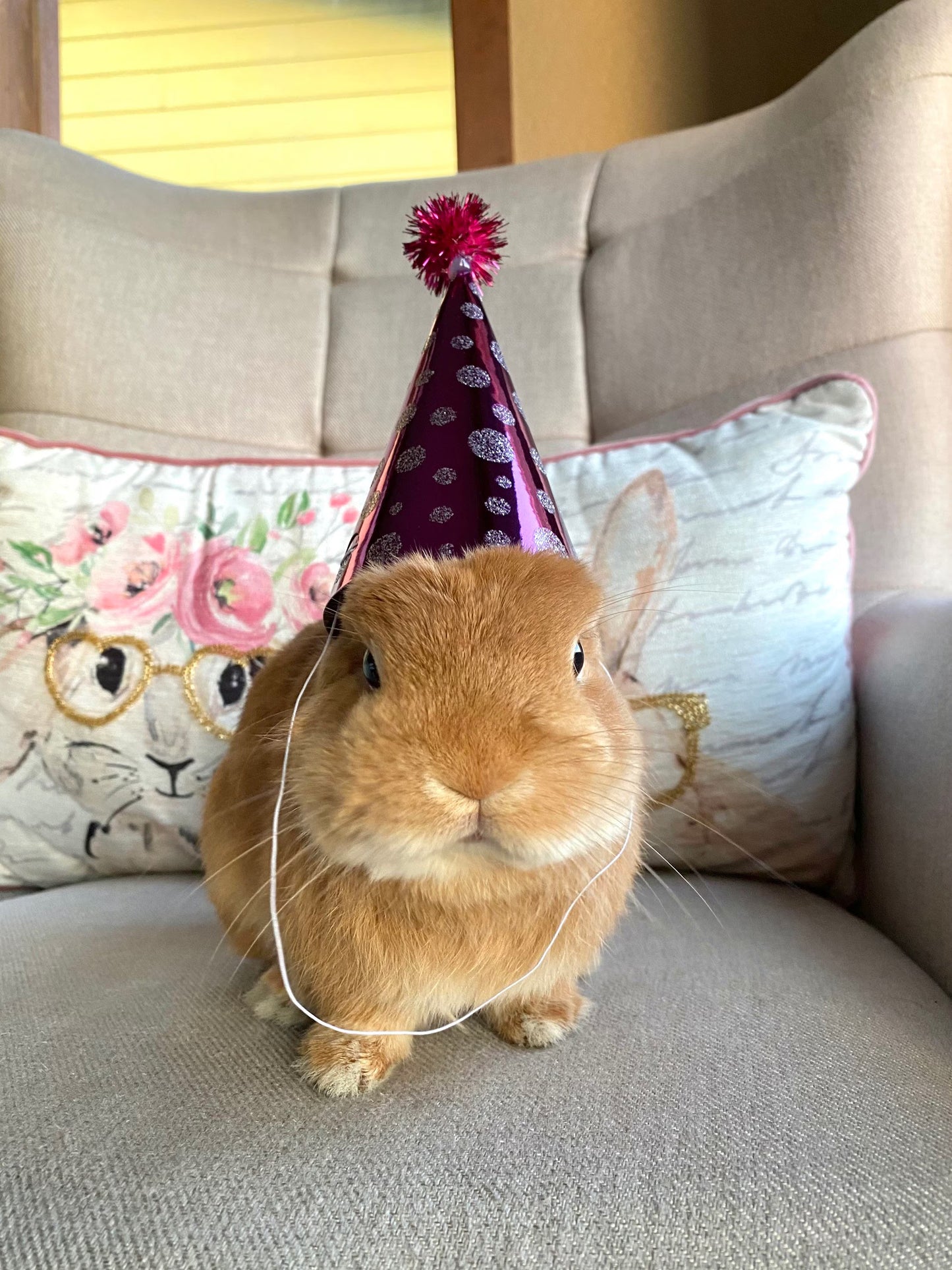 Pet Mini Party Hat