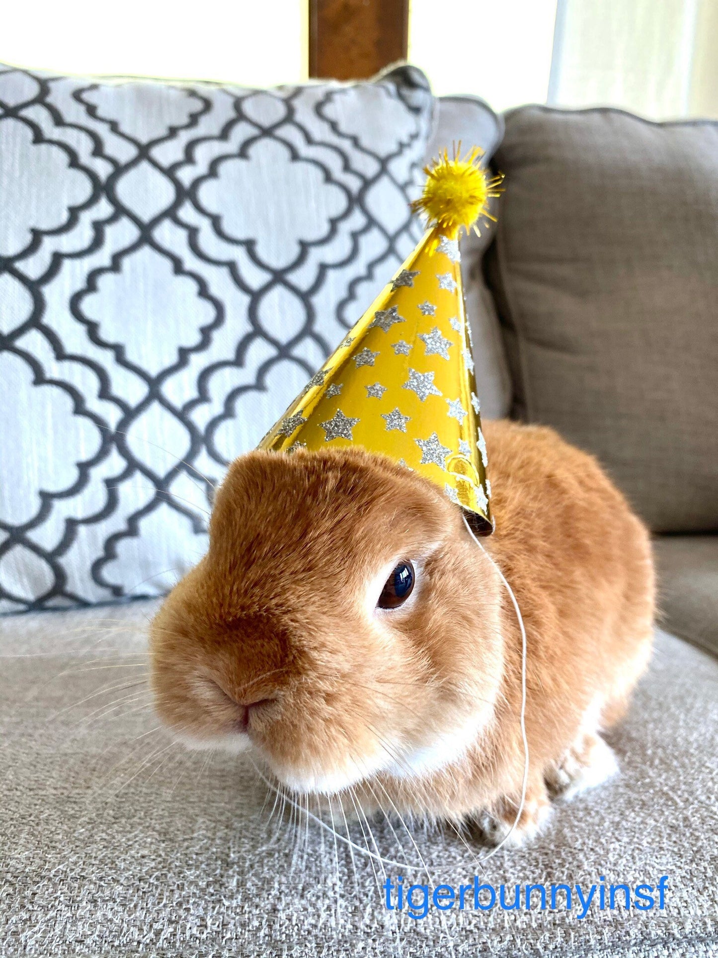 Pet Mini Party Hat